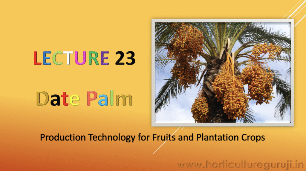 Date Palm Cultivation PPT
